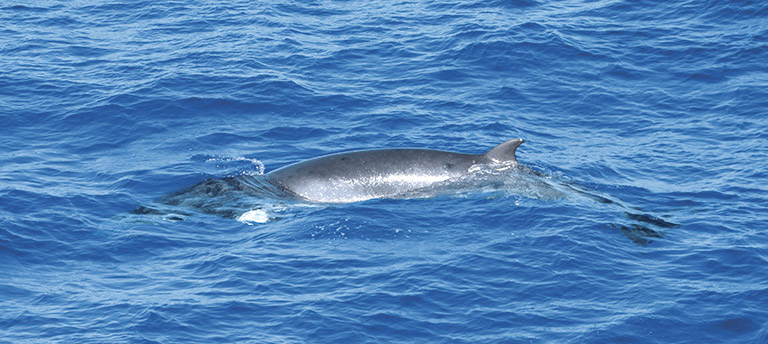 A Minke whale